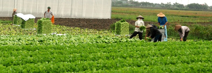 TP.HN và Lâm Đồng bắt tay sản xuất, tiêu thụ nông sản an toàn
