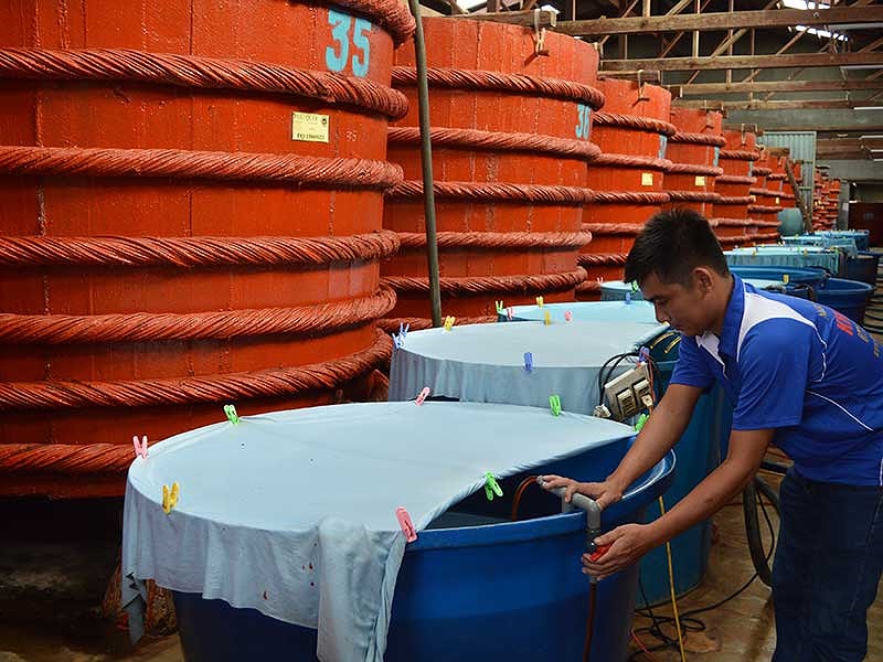Các cơ sở sản xuất nước mắm truyền thống đang rất lo ngại nếu dự thảo tiêu chuẩn quốc gia TCVN-12607:2019 được áp dụng vào thực tế. Trong ảnh: Nhà thùng nước mắm truyền thống Phú Quốc. Ảnh: DƯƠNG ĐÔNG