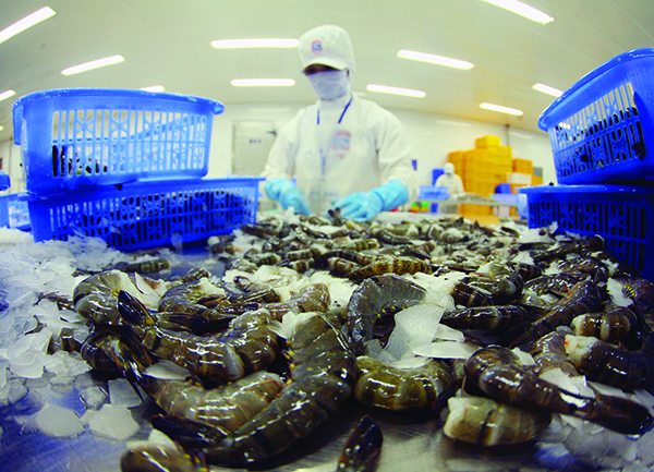 p/Các DN thủy sản, thực phẩm liên tục than phiền về tác động của quy định thủ tục “Chứng nhận phù hợp với quy định an toàn thực phẩm”. Ảnh: Quốc Tuấn.